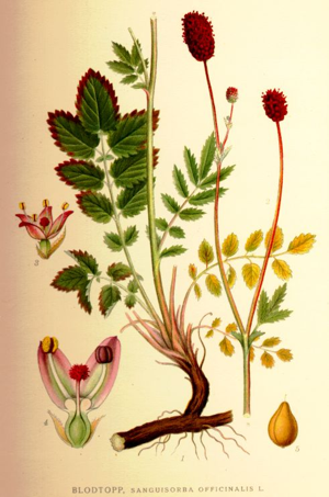 Sanguisorba officinalis.jpg © Commons