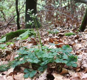 Sanicula europaea 050606.jpg © Bernd Haynold