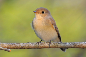 Red-breasted Flycatcher.jpg © Robert tdc