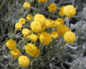 Santolina chamaecyparissus flowers.jpg © User:Stan Shebs