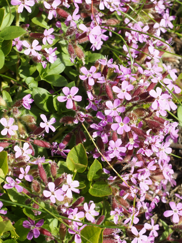 Saponaria ocymoides (flowers).jpg &copy; Hans Hillewaert