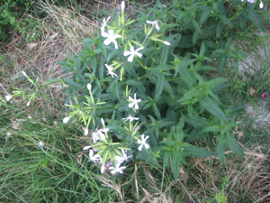 Saponaria officinalis15.jpg © Img