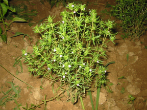 Satureja hortensis bgiu.jpg © No machine-readable author provided. Bogdan assumed (based on copyright claims).