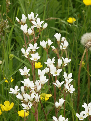 Saxifraga granulata 140505.jpg © Bernd Haynold