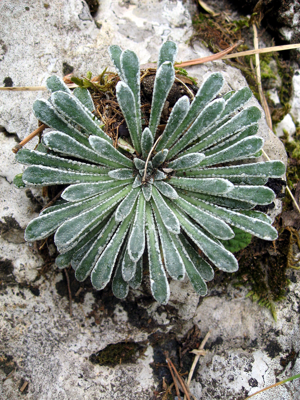 Saxifraga longifolia.jpg © Joan Simon