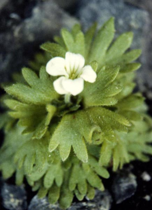 Saxifraga pedemontana ssp cymosa.jpg © Ghislain118 (AD) http://www.fleurs-des-montagnes.net
