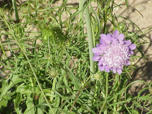 Scabiosa columbaria0.jpg © Kurt Stüber [1]