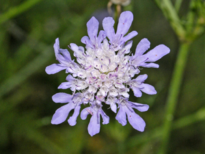 Caprifoliaceae - Scabiosa triandra.JPG © Hectonichus