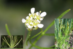 Scandix australis subsp microcarpa - 28042010.jpg © Alberto Salguero