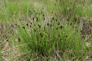 Schoenus nigricans kz2.jpg © Kenraiz, Krzysztof Ziarnek