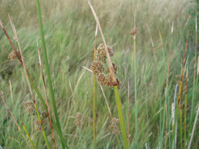 Scirpus holoschoenus 1.JPG &copy; Xemenendura
