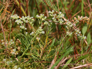 Scleranthus perennis.jpeg © Kristian Peters -- Fabelfroh 15:15, 28 September 2007 (UTC)