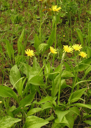 Scorzonera humilis.jpg © No machine-readable author provided. Rasbak assumed (based on copyright claims).