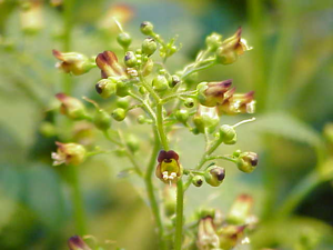 Scrophularia nodosa8.jpg © Kurt Stüber [1]