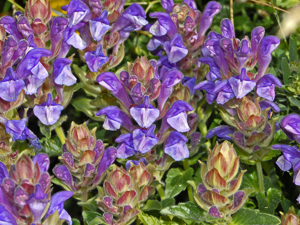 Lamiaceae - Scutellaria alpina.jpg © Hectonichus