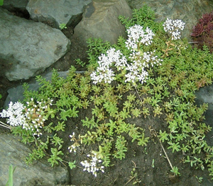 Sedum album 03 ies.jpg © Frank Vincentz