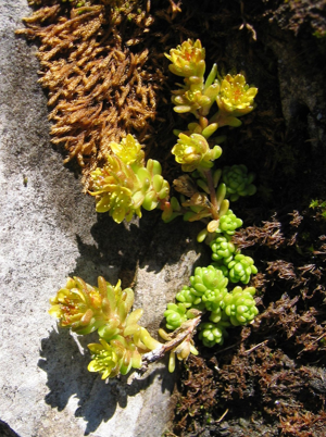 Sedum alpestre.jpg © Commons
