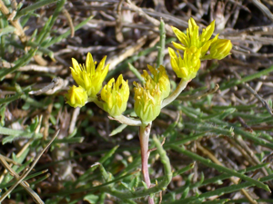 Sedum amplexicaule FlowersCloseup 25July2009 2100m SierraNevada.jpg © Javier martin