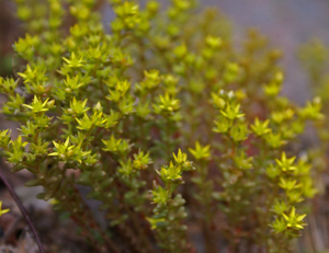 Småbergknapp (560270427).jpg © Randi Hausken from Bærum, Norway