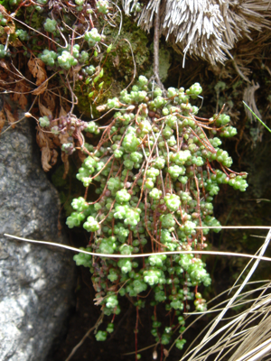 Sedum brevifolium 3.jpg © Ghislain118 http://www.fleurs-des-montagnes.net