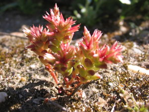 Sedum caespitosum.jpg © No machine-readable author provided. Alberto Salguero assumed (based on copyright claims).