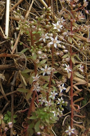 Sedum cepaea1.jpg © No machine-readable author provided. Aroche assumed (based on copyright claims).