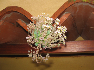 Sedum dasyphyllum (June 2010).jpg © Dэя-Бøяg