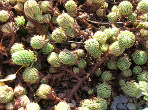 Sedum forsterianum BT 03.jpg © El Grafo