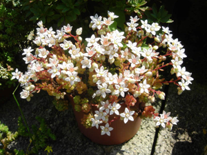 Sedum hirsutum 3.JPG © Ghislain118 http://www.fleurs-des-montagnes.net