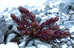 Sedum rubens.JPG © Mario Nežmah