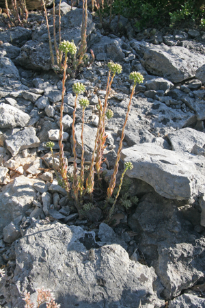 Sedum sediforme in Ardeche.jpg © Petr1888
