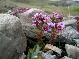 Sedum villosum Moor-Mauerpfeffer.JPG © No machine-readable author provided. Thommybe assumed (based on copyright claims).