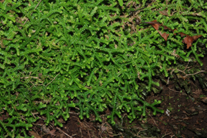 Selaginella denticulata La Palma02.jpg © Tigerente