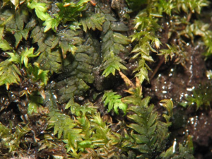 Fissidens taxifolius.jpeg © Kristian Peters -- Fabelfroh 13:04, 28 May 2007 (UTC)