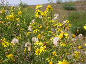 Senecio inaequidens 1.jpg © Pieter Pelser