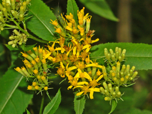 Asteraceae - Senecio ovatus.JPG © Hectonichus