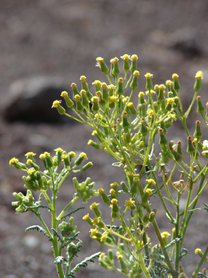 Starr 060929-0680 Senecio sylvaticus.jpg © Forest & Kim Starr