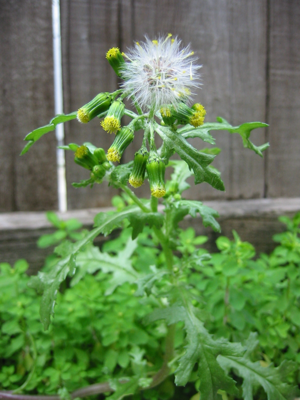 Common Groundsel-first fruits.jpg © carol