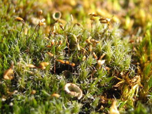 Campylopus introflexus.jpeg © Kristian Peters -- Fabelfroh 07:36, 4 October 2006 (UTC)