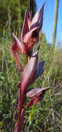Serapias vomeracea.jpg © Commons