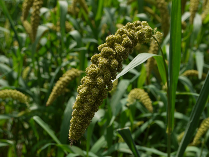 Japanese Foxtail millet 02.jpg &copy; STRONGlk7