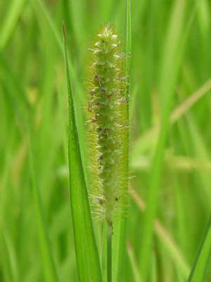 Setaria pumila0.jpg © Commons
