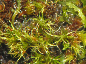 Campylopus pyriformis.jpeg © Kristian Peters -- Fabelfroh 13:06, 27 January 2007 (UTC)