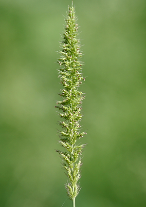 Setaria verticillata W IMG 1083.jpg © J.M.Garg