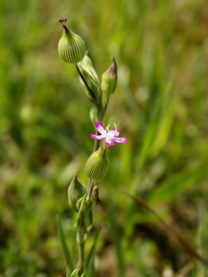 Silene conica.jpg © Hans Hillewaert
