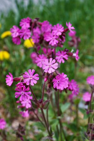 Bayrischer Wald 9929.JPG © J. Patrick Fischer