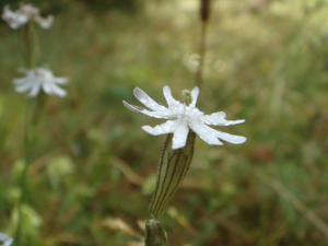Silene italica 1.JPG © Xemenendura