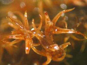 Dichodontium pellucidum.jpeg © Kristian Peters -- Fabelfroh 08:41, 3 January 2007 (UTC)