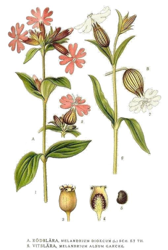 342 Melandrium dioecu, Melandrium album.jpg &copy; Commons