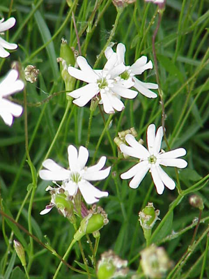 Silene saxifraga2.jpg © Commons